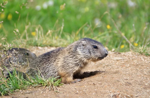 Pequenas marmotas — Fotografia de Stock