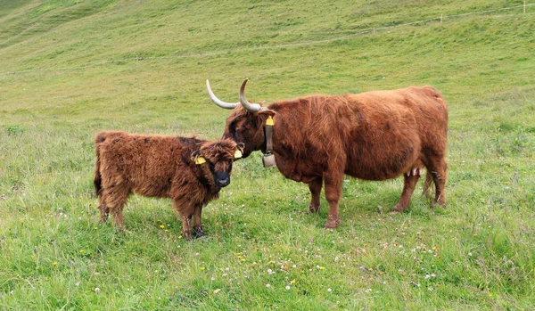 Highland cows — Stock Photo, Image
