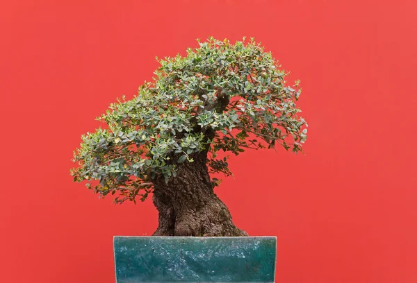 stock image Zelkova bonsai