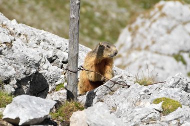 Young marmot