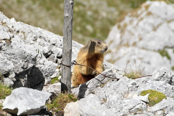 Young marmot — Stock Photo, Image