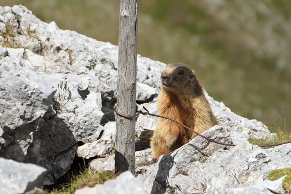 Pequena marmota — Fotografia de Stock