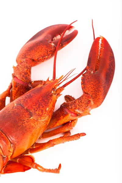 Whole cooked lobster — Stock Photo, Image
