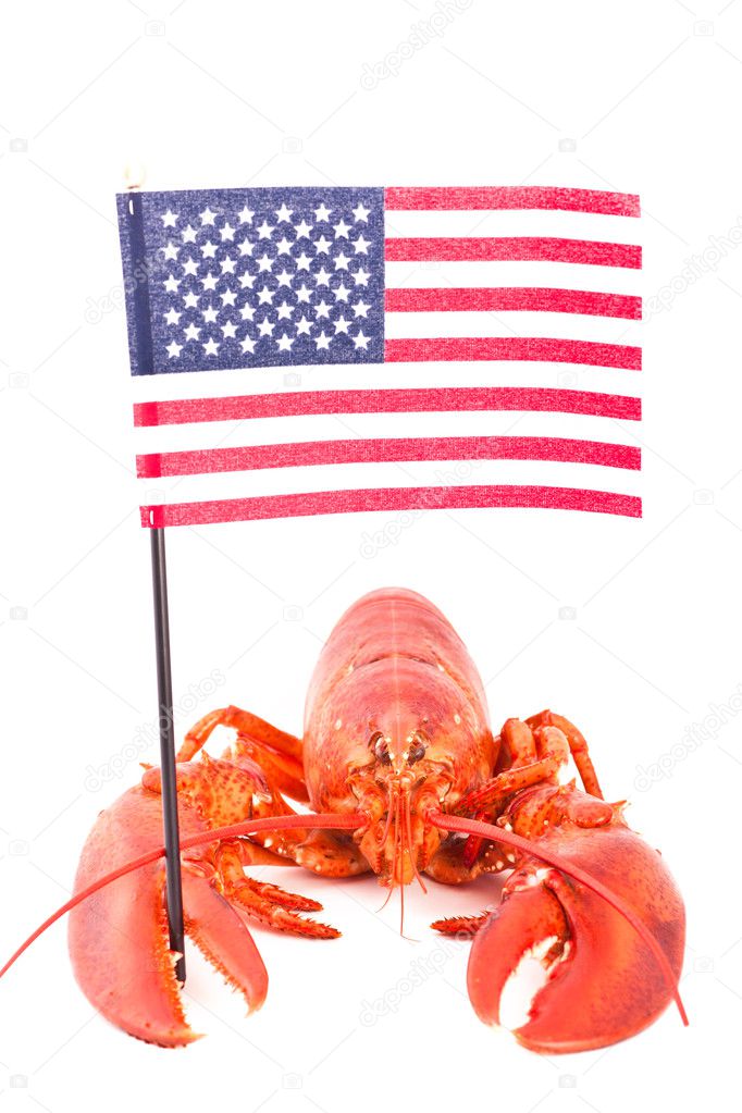 Lobster with american flag