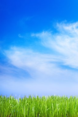 Neatly trimmed green grass against a blue cloud sky background. clipart