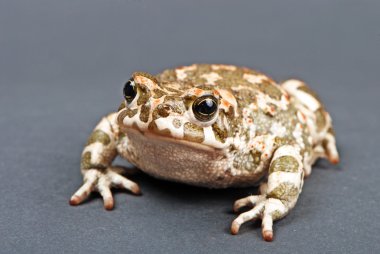 Bufo viridis. gri zemin üzerine yeşil kurbağa. Stüdyo vurdu.