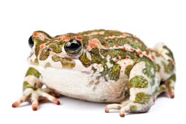 Bufo viridis. beyaz zemin üzerine yeşil kurbağa.