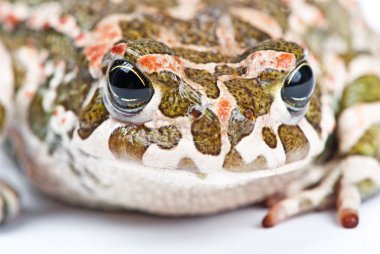 Bufo viridis. Green toad on white background. clipart