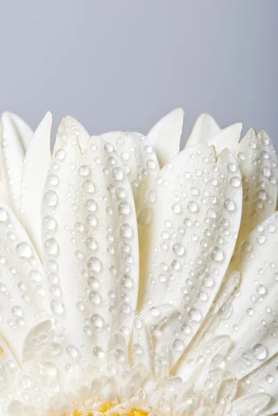 Bílá gerbera sedmikrásky květin — Stock fotografie