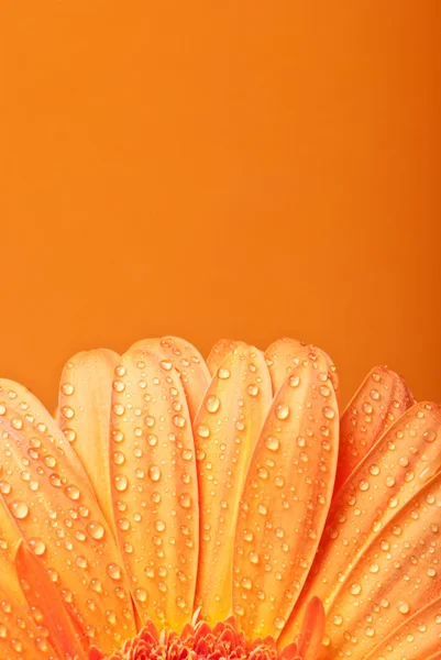 Flor de margarida gerbera amarela em um fundo laranja — Fotografia de Stock
