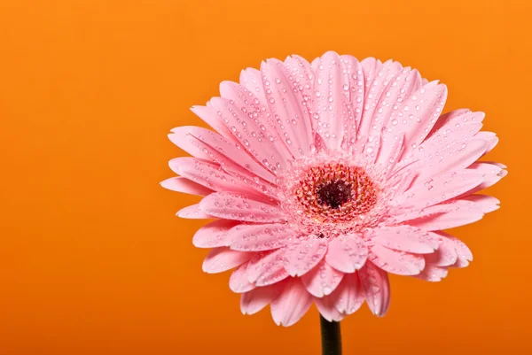 Рожева гербера ромашкова квітка на жовтому фоні — стокове фото
