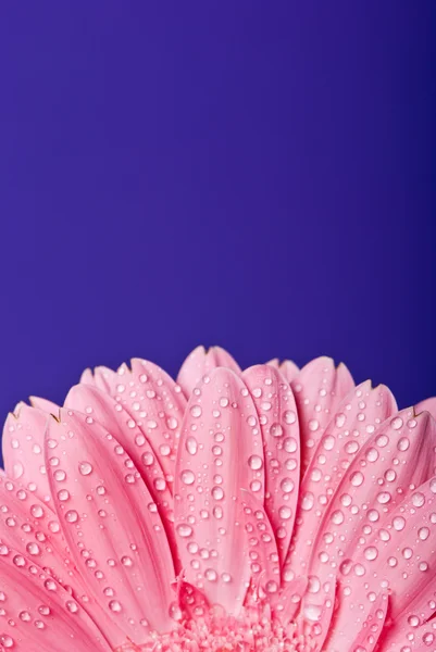 青色の背景にピンクのガーベラ デイジーの花 — ストック写真