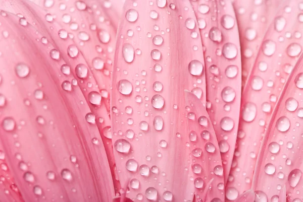 Closeup pink gerbera daisy flower with water drops — Stock Photo, Image