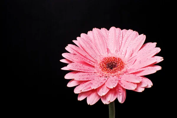 Rosa Gerbera Daisy Blume mit Wassertropfen auf schwarzem Hintergrund — Stockfoto