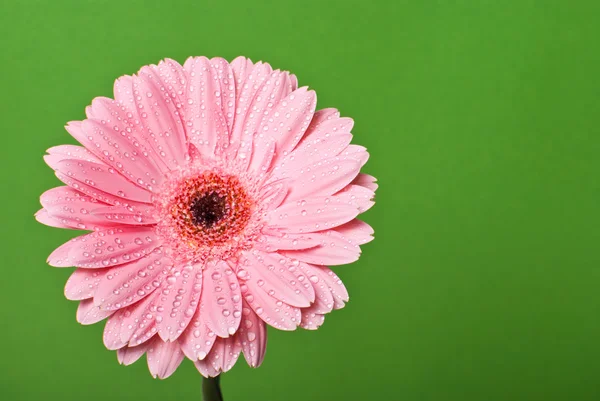 Rosa gerbera flor margarida em um fundo verde — Fotografia de Stock