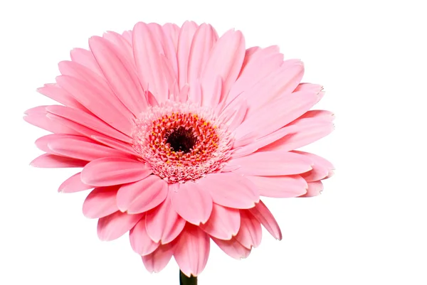 Рожева гербера ромашкова квітка на білому тлі — стокове фото