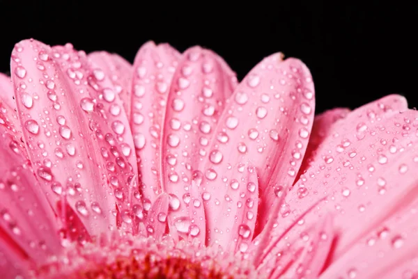 Rosa gerbera flor margarida com gotas de água em um fundo preto — Fotografia de Stock