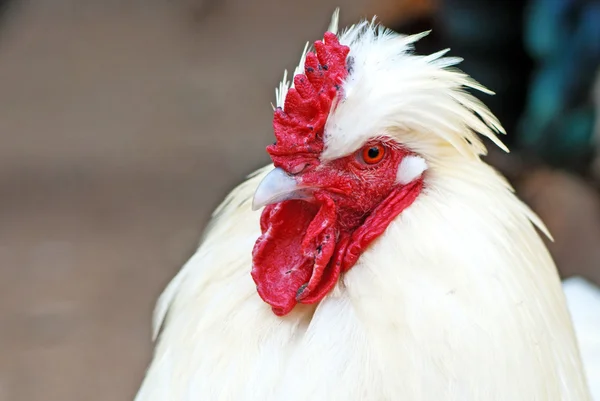 Hermoso gallo blanco — Foto de Stock