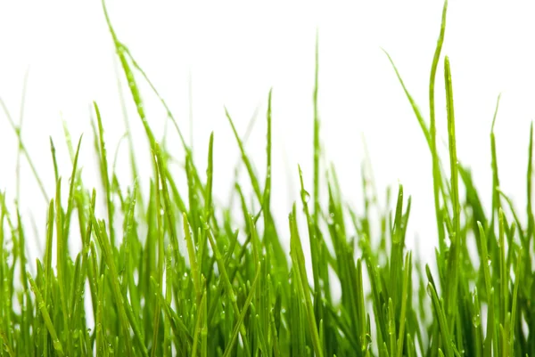 Färskt gräs över vit bakgrund med vattendroppar — Stockfoto