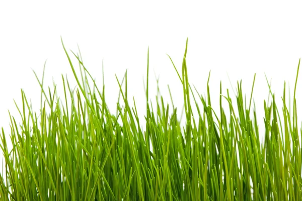 Beyaz arkaplanda yeşil çimen — Stok fotoğraf