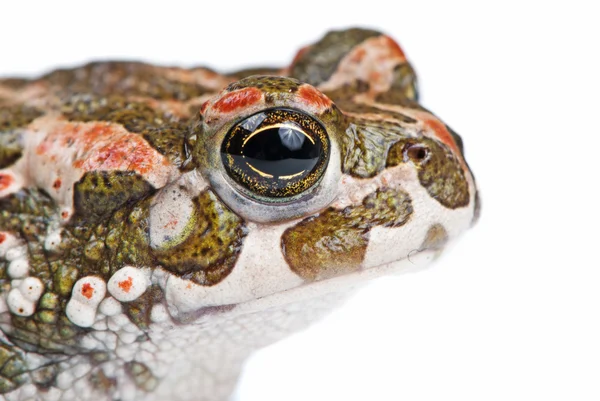 Bufo viridis. Green toad on white background. — Stock Photo, Image