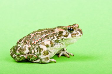 Bufo viridis. yeşil zemin üzerine yeşil kurbağa. Stüdyo makro çekim.