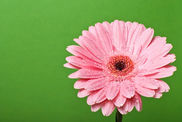 Рожева гербера ромашкова квітка на зеленому фоні — стокове фото