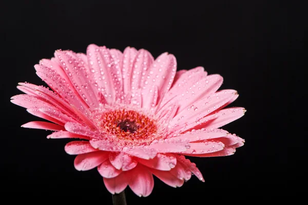 Rosa gerbera flor margarida com gotas de água em um fundo preto — Fotografia de Stock