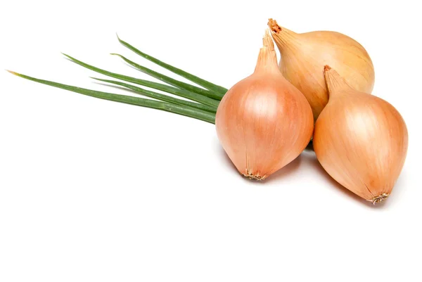 Fresh bulbs of onion on a white background — Stock Photo, Image