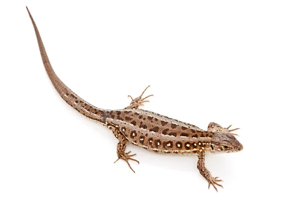 Lacerta agilis. Sand Lizard on white background — Stock Photo, Image