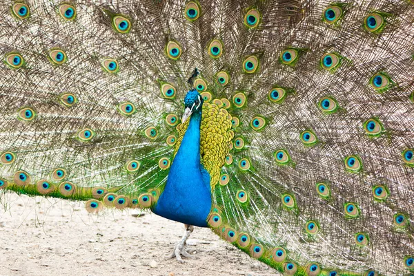 Beautiful peacock showing feathers — Stock Photo, Image
