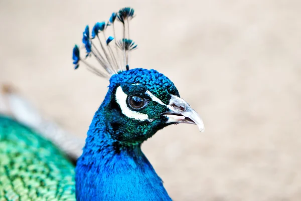 Vacker påfågel — Stockfoto