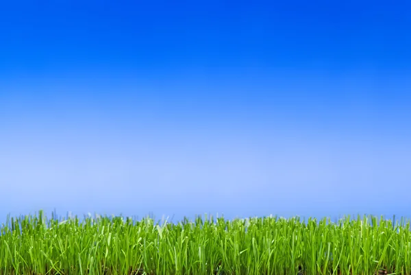 Ordinatamente tagliato erba verde contro uno sfondo blu . — Foto Stock