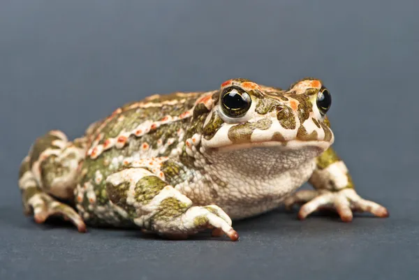 Бухавиридис. Зеленая жаба на сером фоне. Снимок студии . — стоковое фото