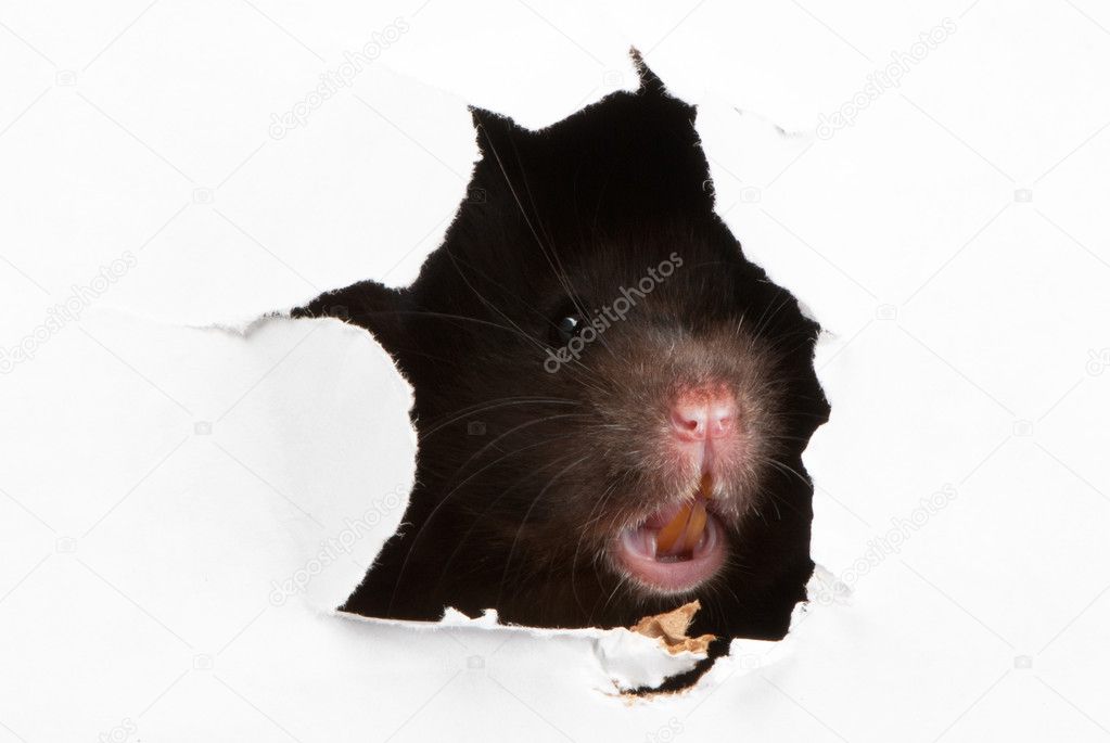 Angry Black Syrian hamster looking through the ragged hole in th