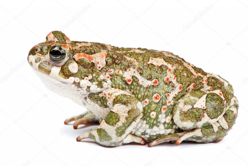 Bufo viridis. Green toad on white background.