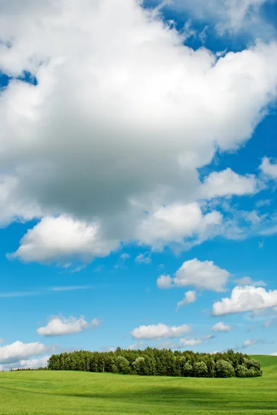 Färska gröna vete fält och blå mulen himmel. perfekt för naturen ba — Stockfoto