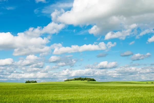 Campo de trigo verde fresco e céu azul nublado. Ideal para a natureza ba — Fotografia de Stock