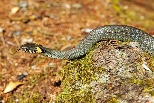 Grass snake in forest background. Natrix natrix