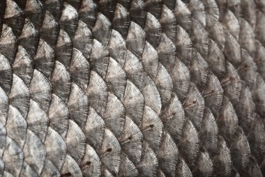 Fish scales background clipart