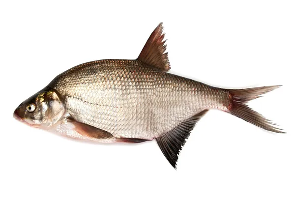 Ryba čerstvá pražma na bílém pozadí — Stock fotografie