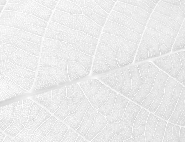 Abstract background leaf — Stock Photo, Image