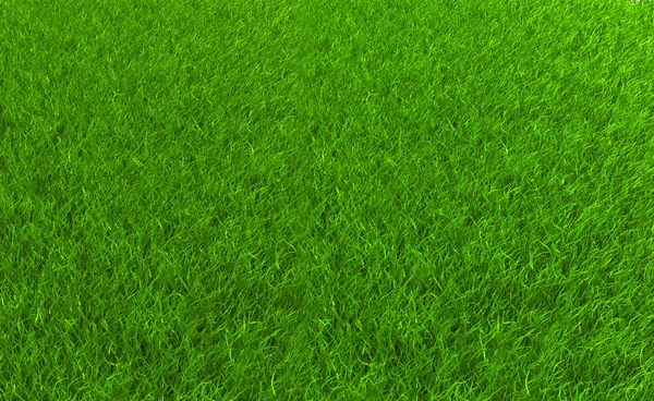 Campo de hierba —  Fotos de Stock