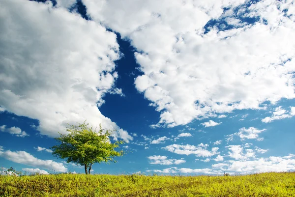 Ein Baum und ein Himmel — Stockfoto