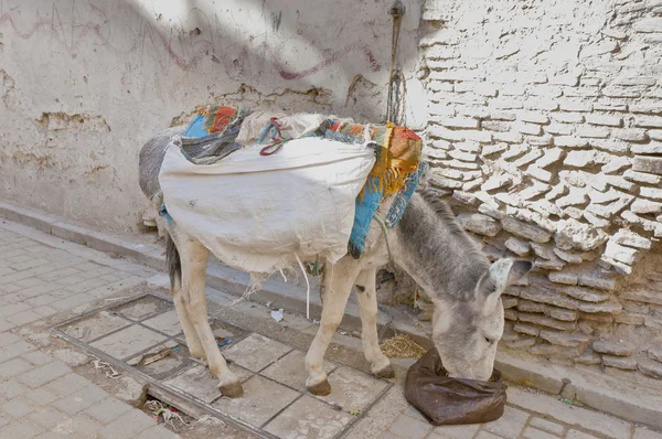 Donkey eating at Fez, Morocco — Stock Photo, Image