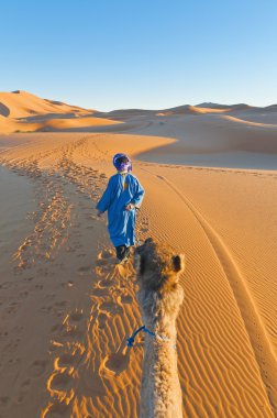 Berber walking with camel at Erg Chebbi, Morocco clipart