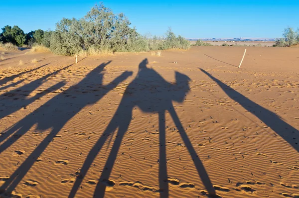 Kameler skuggor över erg chebbi i Marocko — Stockfoto