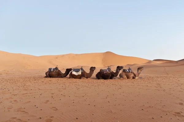 Wielbłądy odpoczynku w erg chebbi, Maroko — Zdjęcie stockowe