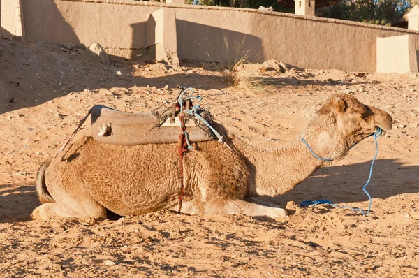 Wielbłąd odpoczynku w erg chebbi, Maroko — Zdjęcie stockowe
