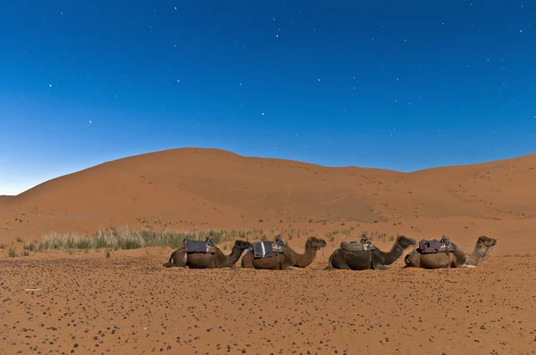 Camellos descansando en Erg Chebbi, Marruecos — Foto de Stock